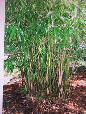 One live bamboo for sale  Las Cruces