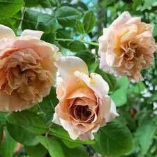 50 SEMI ROSA "Cafè" SPEDIZIONE GRATUITA " comprar usado  Enviando para Brazil