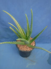 Genuine aloe vera for sale  Tucson