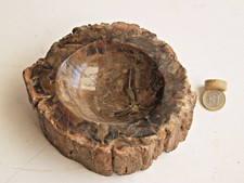 Bois petrifie fossile d'occasion  Salon-de-Provence