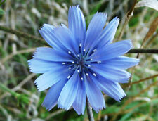 Chicory seeds italian for sale  Deltona