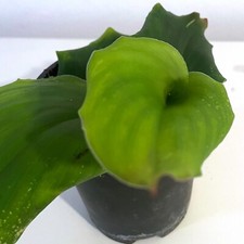 Kencur plant kaempferia for sale  HEBDEN BRIDGE
