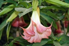 Engelstrompete brugmansia rosa gebraucht kaufen  Greifswald-Eldena