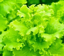 Lettuce seeds high for sale  Minneapolis