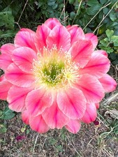 Ibrido trichocereus ka2020.09. usato  Spedire a Italy