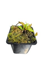 Nepenthes ephippiata gunung d'occasion  Montenois