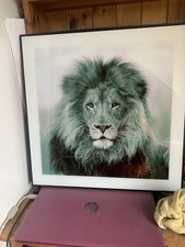 Black white lion for sale  BIDEFORD
