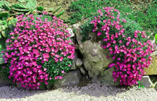 Blaukissen rosa rot gebraucht kaufen  Oschersleben (Bode)