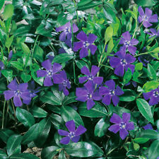 Vinca minor hawaii for sale  LLANDYSUL