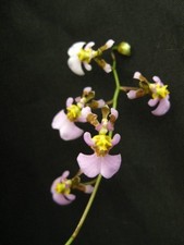 Cuban species equitant for sale  Canton