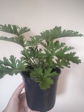 Lemon geranium plant for sale  BRISTOL