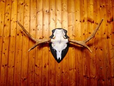 Elchgeweih geweih präparat gebraucht kaufen  Tholey