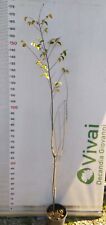 Pianta ulmus minor usato  Altamura