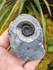 Rare porpoceras vortex for sale  REDCAR