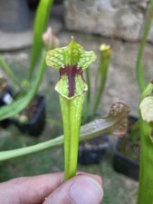Sarracenia leah wilkerson usato  Cittadella
