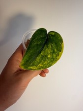 Scindapsus jade satin for sale  San Mateo