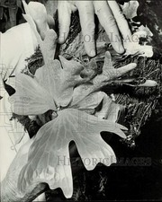 1977 press photo for sale  Memphis