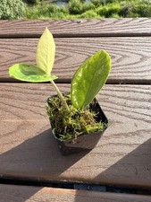 Rare variegated zamioculcas for sale  Newport