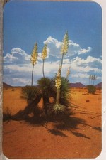 Scenic desert yucca d'occasion  Expédié en Belgium