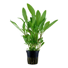 Hygrophila costata tropica for sale  MANSFIELD
