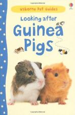 Looking guinea pigs for sale  UK