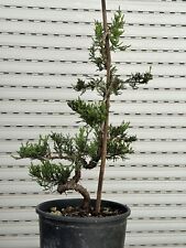 Bonsai ginepro sabina usato  Italia