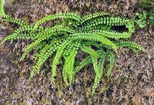 maidenhair for sale  BECCLES