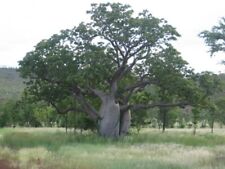 Rare graines baobab d'occasion  Sabres