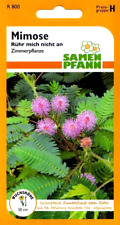 Mimose rühr mimosa gebraucht kaufen  Oschersleben (Bode)