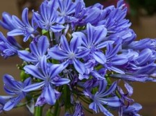 Agapanthus africanus big for sale Agapanthus africanus big for sale  TRURO