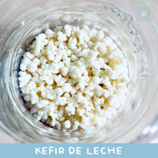 Usado, Nódulos de KÉFIR DE LECHE. Kit de INICIO, listo para preparar (10gr.) comprar usado  Enviando para Brazil