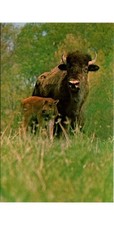Bison calf cow for sale  Southampton