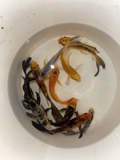 Butterfly koi quality for sale  Grovetown