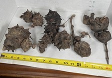 Driftwood root balls for sale  Brookwood