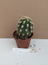 große kakteen gebraucht kaufen große kakteen gebraucht kaufen Stuttgart