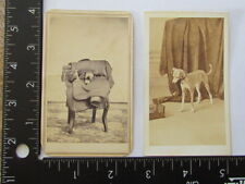 par de fotos CDV de perros pequeños del vicepresidente Hannibal Hamlin álbum de fotos segunda mano  Embacar hacia Argentina