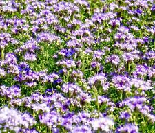 2100x lavender blue for sale  DEWSBURY
