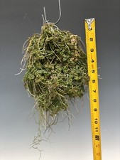Epidendrum longirepens for sale  Minneapolis