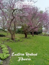 Eastern redbud tree for sale  Sheridan