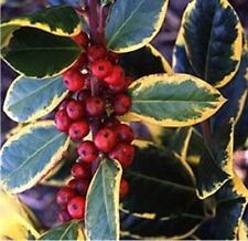 Ilex golden king for sale Ilex golden king for sale  KING'S LYNN