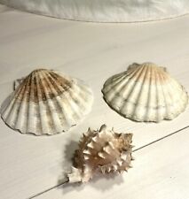 Jakobsmuscheln pilgermuschel m gebraucht kaufen  Wäschenbeuren