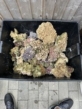 Reef rock caribsea for sale  CLACTON-ON-SEA