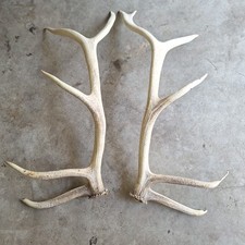 Elk antler set for sale  Altoona