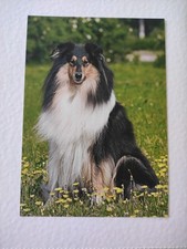 Collie hundepostkarte ak gebraucht kaufen  Borna