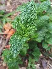 Spearmint cuttings fresh for sale  Castro Valley