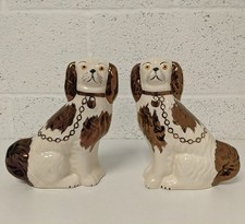 cavalier king charles for sale cavalier king charles for sale THETFORD