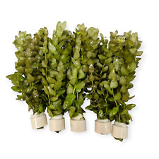 Bacopa caroliniana paket gebraucht kaufen  Püttlingen