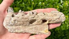 SUPERB mandíbula de mosassauro fóssil do Alabama com dentes 5,5” dente de dinossauro da era do Cretáceo comprar usado  Enviando para Brazil