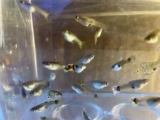 Guppies live fish for sale  RAINHAM