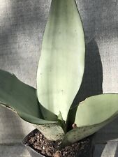 Moon shine sanseveria for sale  Riverview